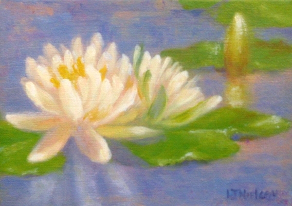 Water Lily