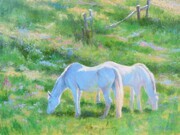 White Stallions